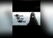 Born Tubi Wild PC