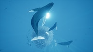 ABZU (Xbox One) - Xbox Live Key - ARGENTINA