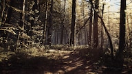 Blair Witch (PC) - Steam Key - GLOBAL