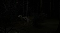 Blood Trail (PC) - Steam Account - GLOBAL