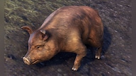 Bristlegut Piglet (vanity pet) + 15 days of ESO Plus Key The Elder Scrolls Online PC GLOBAL