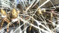 EARTH DEFENSE FORCE 4.1 The Shadow of New Despair (PC) - Steam Key - GLOBAL