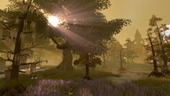 Pine - Steam - Gift EUROPE
