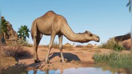Planet Zoo: Arid Animal Pack (PC) - Steam Gift - GLOBAL