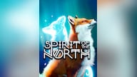 Spirit of the North (PC) - Steam Key - GLOBAL