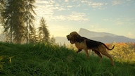 theHunter: Call of the Wild - Bloodhound (PC) - Steam Key - EUROPE