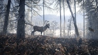 theHunter: Call of the Wild - Medved-Taiga (PC) - Steam Key - GLOBAL