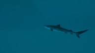Ultimate Fishing Simulator 2 (PC) - Steam Key - GLOBAL