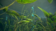 Ultimate Fishing Simulator 2 (PC) - Steam Key - GLOBAL