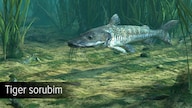 Ultimate Fishing Simulator - Amazon River (PC) - Steam Key - GLOBAL