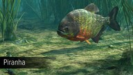 Ultimate Fishing Simulator - Amazon River (PC) - Steam Key - GLOBAL