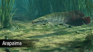 Ultimate Fishing Simulator - Amazon River (PC) - Steam Key - GLOBAL