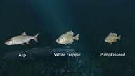 Ultimate Fishing Simulator - New Fish Species (PC) - Steam Key - GLOBAL