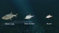 Ultimate Fishing Simulator - New Fish Species (PC) - Steam Key - GLOBAL