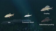 Ultimate Fishing Simulator - New Fish Species (PC) - Steam Key - GLOBAL