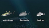 Ultimate Fishing Simulator - New Fish Species (PC) - Steam Key - GLOBAL