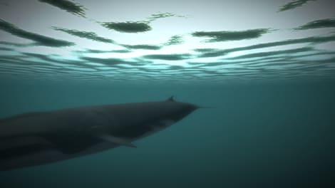 Age of Survival (PC) - Steam Key - GLOBAL - 18