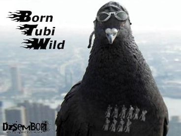 Born Tubi Wild Steam Key GLOBAL - 5