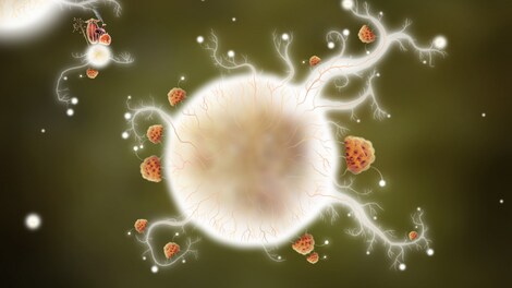 Botanicula GOG.COM Key GLOBAL - 10