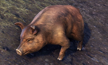 Bristlegut Piglet (vanity pet) + 15 days of ESO Plus Key The Elder Scrolls Online PC GLOBAL - 0