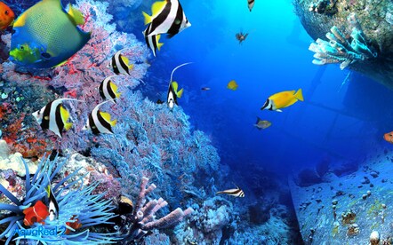 DigiFish Aqua Real 2 Steam Key CIS - 5