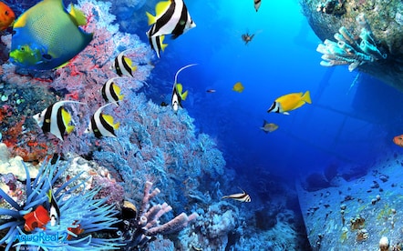 DigiFish Aqua Real 2 Steam Key RU/CIS - 5