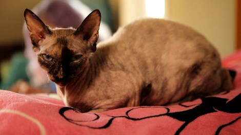 Indie Game: The Movie Special Edition DLC Steam Gift GLOBAL - 6