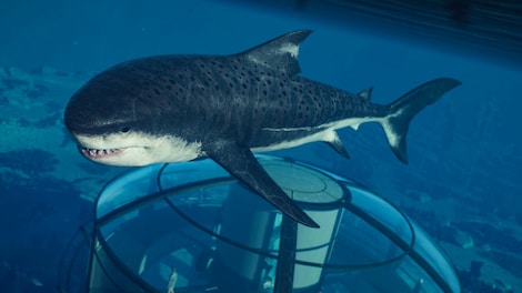 Jurassic World Evolution 2: Park Managers' Collection Pack (PC) - Steam Gift - GLOBAL - 3