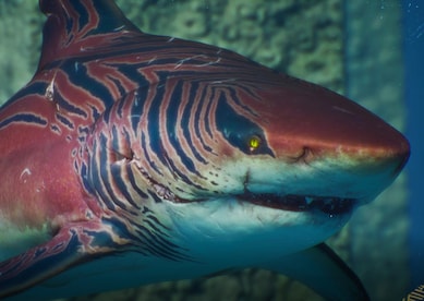 Maneater - Tiger Shark Adaptation DLC (PC) - Epic Games Key - EUROPE - 0