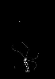 Plankton Steam Key GLOBAL - 9