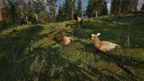 Ranger’s Path: National Park Simulator (PC) - Steam Gift - GLOBAL - 4