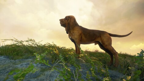 theHunter: Call of the Wild - Bloodhound (PC) - Steam Gift - GLOBAL - 3