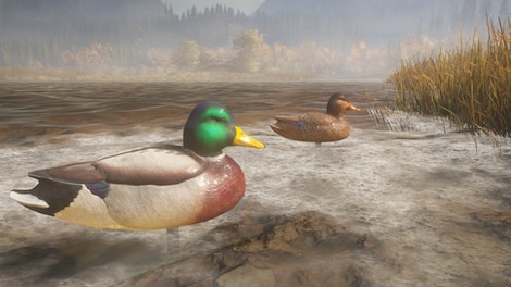 theHunter: Call of the Wild - Duck and Cover Pack (PC) - Steam Gift - EUROPE - 7