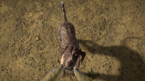 TheHunter: Call of the Wild - German Shorthaired Pointer (PC) - Steam Key - EUROPE - 7