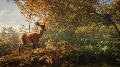 theHunter: Call of the Wild | Reserve Bundle (Xbox One) - Xbox Live Key - ARGENTINA - 7