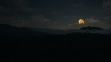 theHunter™: Call of the Wild - Vurhonga Savanna (PC) - Steam Gift - GLOBAL - 5