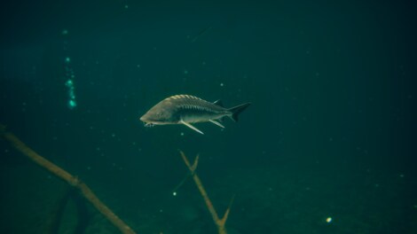 Ultimate Fishing Simulator 2 (PC) - Steam Account - GLOBAL - 15