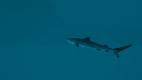 Ultimate Fishing Simulator 2 (PC) - Steam Gift - GLOBAL - 18