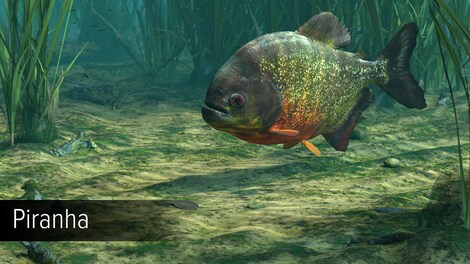 Ultimate Fishing Simulator - Amazon River (PC) - Steam Key - EUROPE - 8