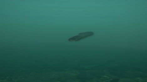 Ultimate Fishing Simulator - Taupo Lake (PC) - Steam Key - EUROPE - 6