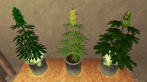 Weed Shop 2 Steam Gift NORTH AMERICA - 4