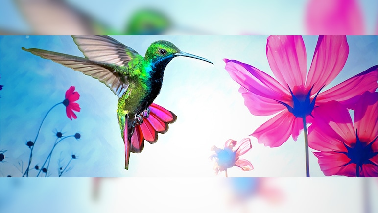Adobe Photoshop Elements 2024