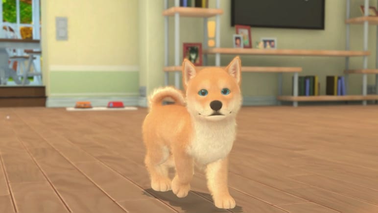 My Universe: Puppies and Kittens