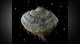 Samorost 2 - 4