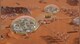 Surviving Mars: First Colony Edition - 1