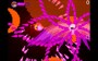Skyflower EARLY ACCES Steam Key GLOBAL - 3