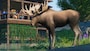 Planet Zoo: North America Animal Pack (PC) - Steam Key - GLOBAL - 3