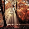Autumnforest