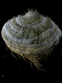 

Samorost 2 Steam Gift GLOBAL