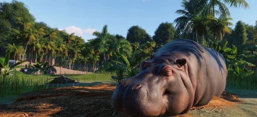 Hippopotamus in Planet Zoo